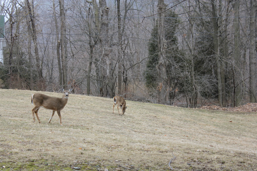 These deer wish they could write and join our writing retreat weekend!