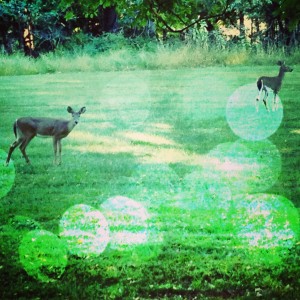 These deer wish they could write so they could join our writing weekend!